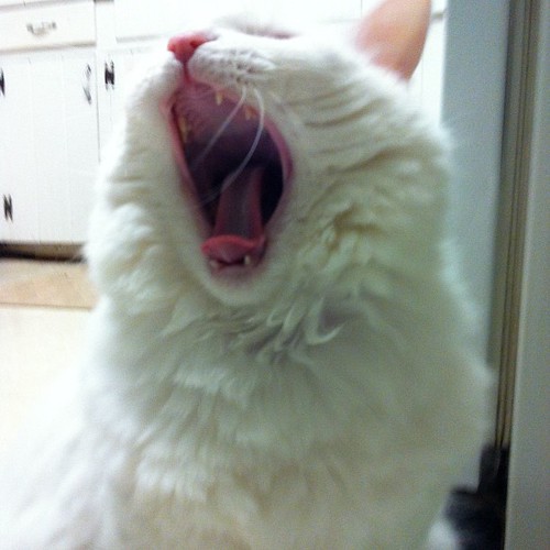 Nilla yawn!