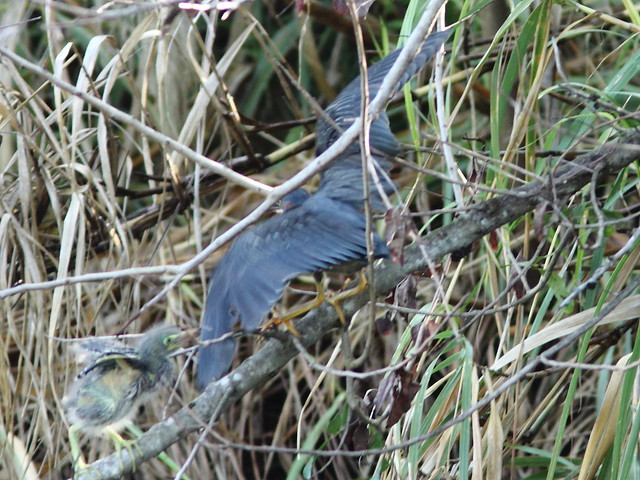 Green Heron male arrives and is mobbed by chicks Nest 4HT 20120422