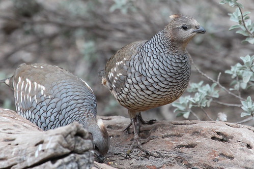 Scaled quail by ricmcarthur