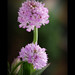 ORCHIS TRIDENTATA* Orchidea screziata* (Neotinea tridentata)