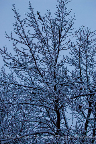 The Snowy Tree