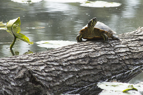 Yellow-Bellied Pond Slider Turtle by bahayla