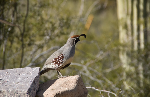 quail sentry