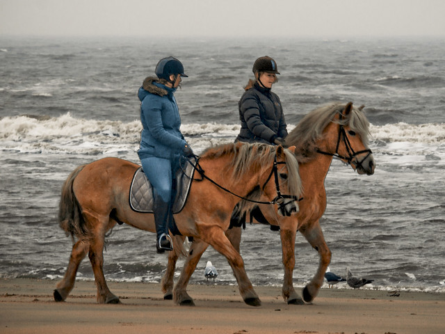 Horseback riding on the beach near Castricum