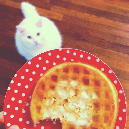Kitty waffle.