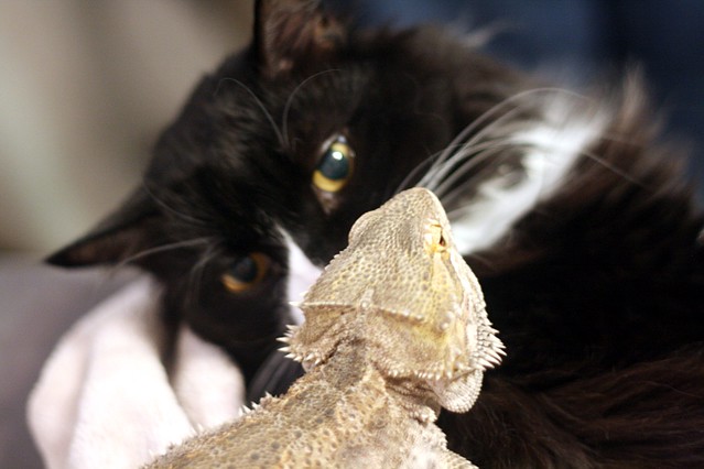Sneakers and Loki - Kitty and Lizard