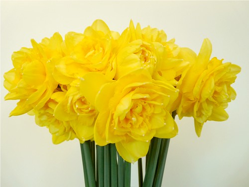 Daffodil season by PhotoPuddle