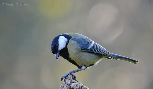 Chapim-Real / The Great Tit / (Parus major) by Sérgio Guerreiro
