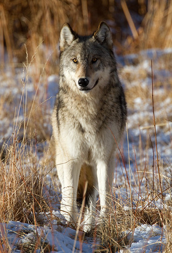 Gray Wolf by Max Waugh Photography
