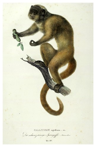 008-Simiarum et Vespertilionum Brasiliensium especies novae 1823- Baptist von Spix