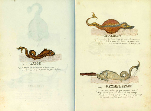 005-Histoire Naturelle des Indes- ca.1586-MA 3900- fol. 38V-39-© The Morgan Library & Museum