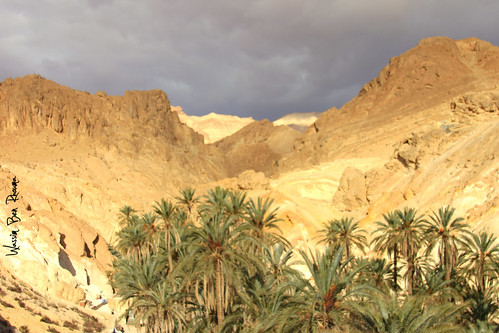 oasi del deserto del Sahara