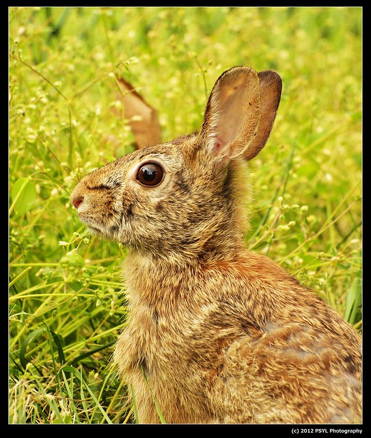 Eastern cottontail rabbit (Sylvilagus floridanus)