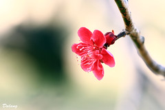 Plum_blossoms_2012