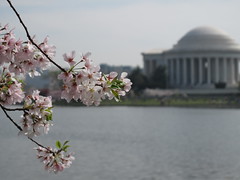 DC - Cherry Blossoms/Monuments