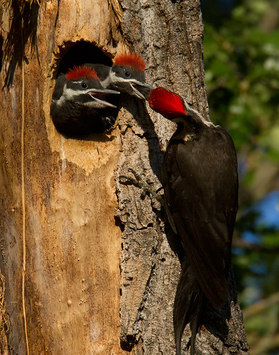 The pileated woodpecker, an important cavity nester, is found in older forest habitat on California forests. Photo Credit: Photo courtesy of Lyle Madeson