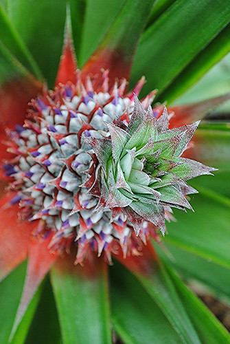Vibrant pineapple... exquisite from any side! by jungle mama