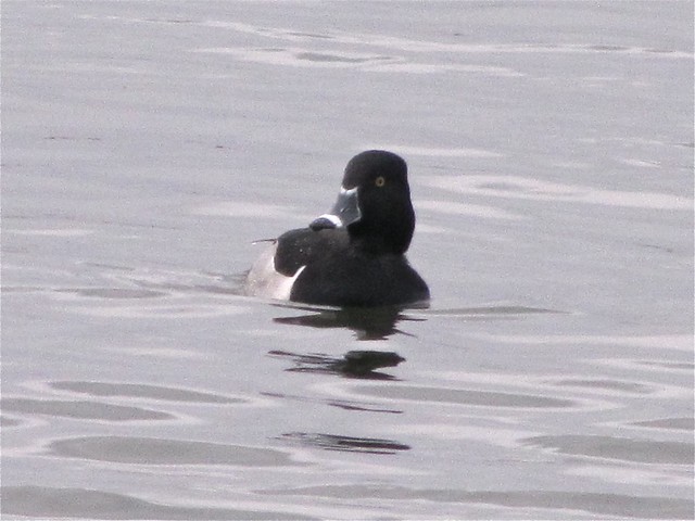 Ring-necked Duck at El Paso Sewage Treatment Center 01