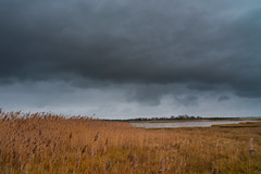 Storm clouds over the reed beds