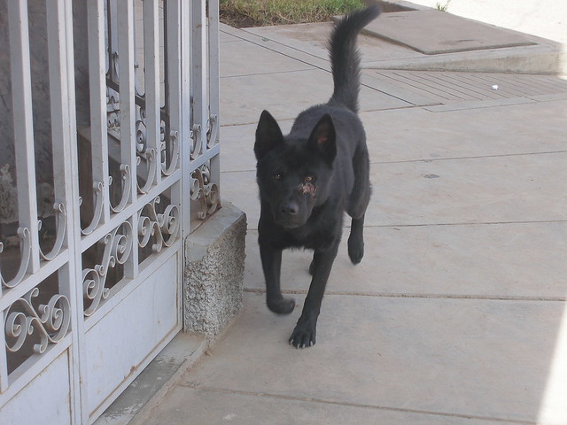 Black dog running towards camera