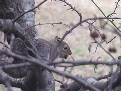 squirrel by Teckelcar