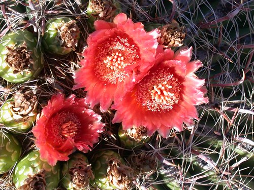 Cacti - Barrel Cactus -= New Mexico