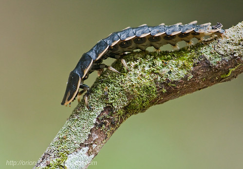 Firefly larva, Lampyridae IMG_0699 copy