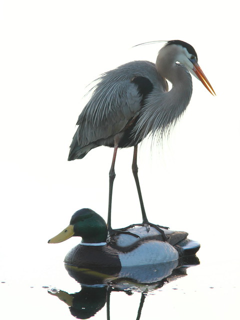 Great Blue Heron on decoy 4-20120302