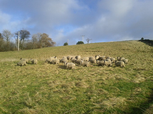 Allendale sheep