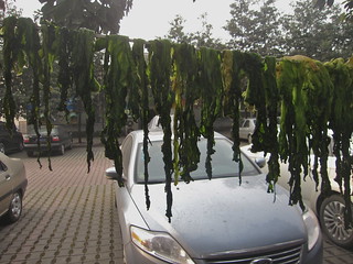 Hanging Greens, Hongguang