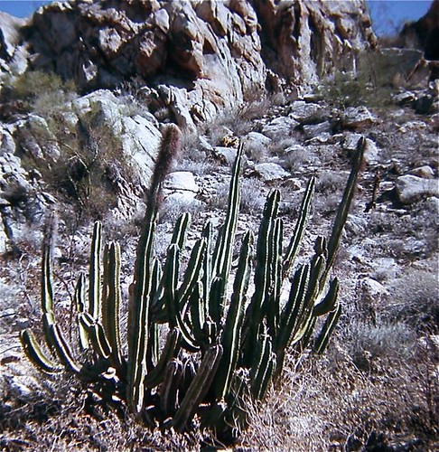 Cacti - Old Man Cactus - Sonora