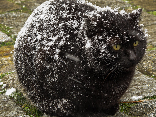 Cat in the Snow by virtualwayfarer