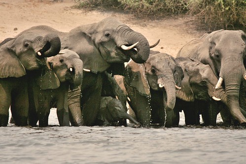 Elefanti in abbeverata sulle rive del Chobe