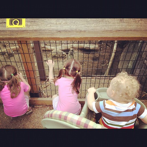 They loved the meerkats!