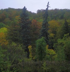 Wald und Forst