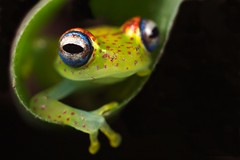 Bright-eyed frogs (Boophis spp.)