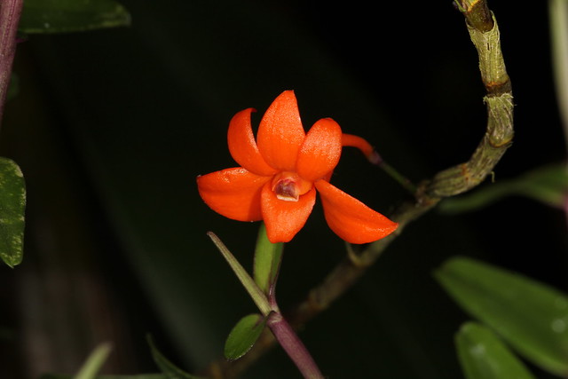 Dendrobium jacobsonii 2012-02-13 04