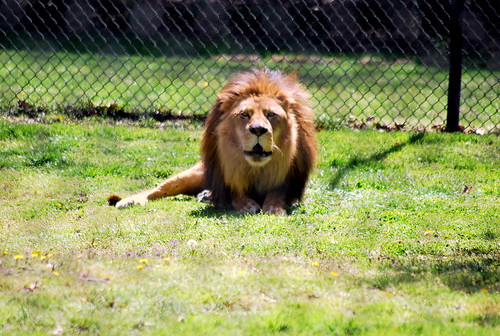zoo - lion