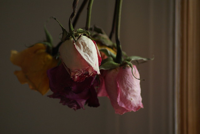 Dried roses (3)