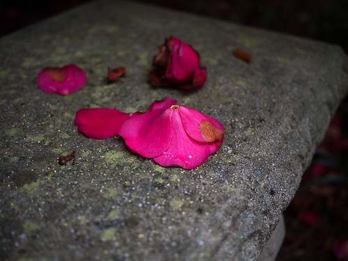 Fallen Red Camellia