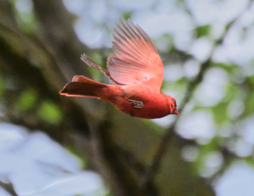 Cardinal in flightt 05-04-2012