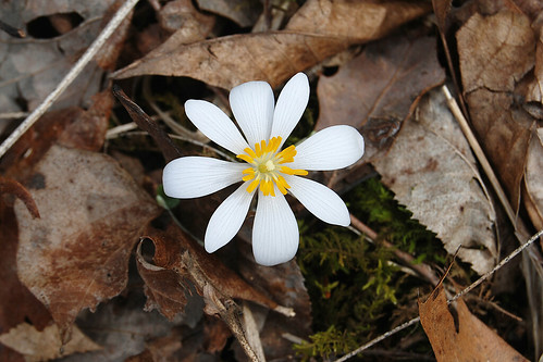 Picture of Bloodroot, a spring wildflower seen while hiking in the Missouri Ozarks.