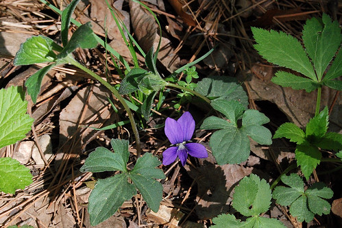 Picture of Viola triloba with lobed leaves and a light purple flower.
