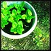 #aftertherain #gardening #lettuce #green #histamatic