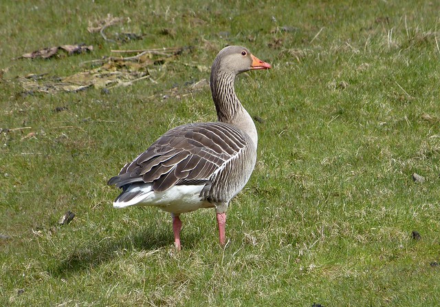 27045 - Greylag Goose, Isle of Mull