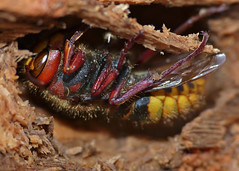 European Hornet (Vespa crabro) queen hibernating in dead wood