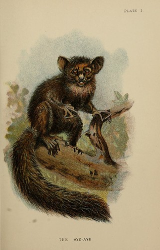 011-El Aye-Aye-A hand-book  to the primates-Volume 1-1896- Henry Ogg Forbes