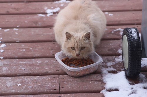 Our Feral Cat