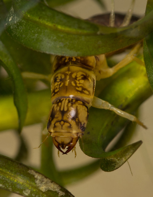 alderfly larva close up 2 edited