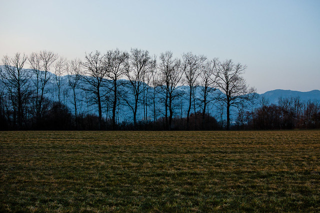 Trees and Field and Mountains at Sunset